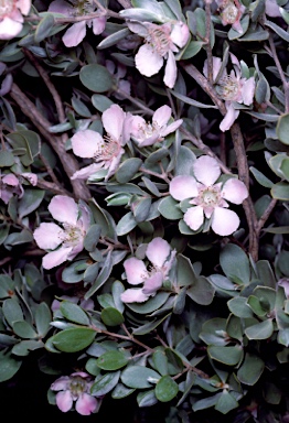 APII jpeg image of Leptospermum sericeum  © contact APII