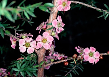 APII jpeg image of Leptospermum squarrosum  © contact APII