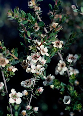 APII jpeg image of Leptospermum thompsonii  © contact APII