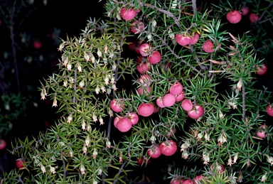 APII jpeg image of Leptecophylla parvifolia  © contact APII