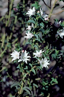 APII jpeg image of Philotheca buxifolia 'Southern Cross'  © contact APII