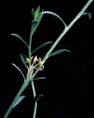 APII jpeg image of Pimelea curviflora var. sericea  © contact APII