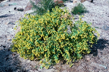 APII jpeg image of Pimelea spiculigera var. thesioides  © contact APII