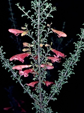 APII jpeg image of Prostanthera grylloana  © contact APII