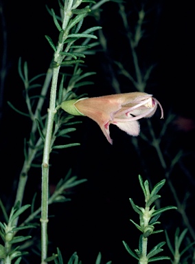 APII jpeg image of Prostanthera incurvata  © contact APII