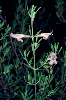 APII jpeg image of Prostanthera leichhardtii  © contact APII