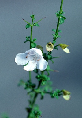 APII jpeg image of Prostanthera spinosa  © contact APII