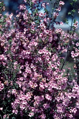 APII jpeg image of Prostanthera 'Rosea'  © contact APII