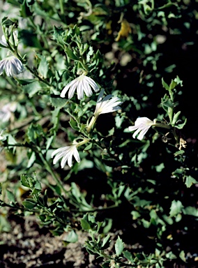 APII jpeg image of Scaevola aemula  © contact APII