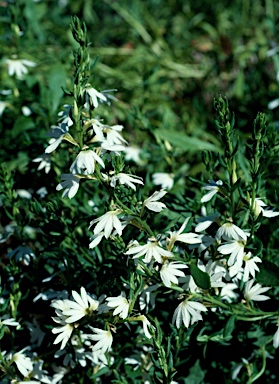 APII jpeg image of Scaevola albida  © contact APII