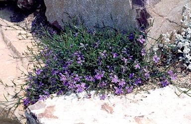 APII jpeg image of Scaevola ramosissima  © contact APII