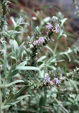 APII jpeg image of Scaevola revoluta  © contact APII