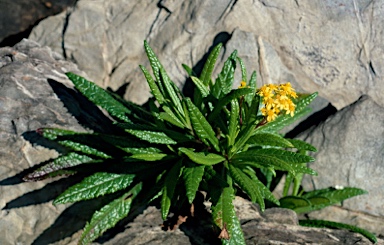 APII jpeg image of Senecio linearifolius var. arachnoideus  © contact APII