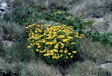 APII jpeg image of Senecio pinnatifolius var. alpinus  © contact APII