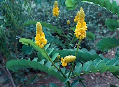 APII jpeg image of Senna magnifolia  © contact APII