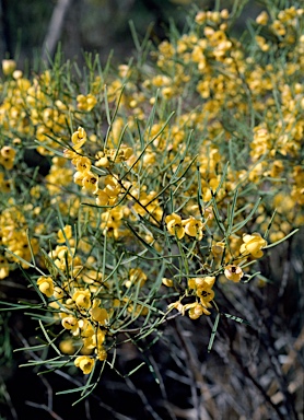 APII jpeg image of Senna artemisioides subsp. zygophylla  © contact APII