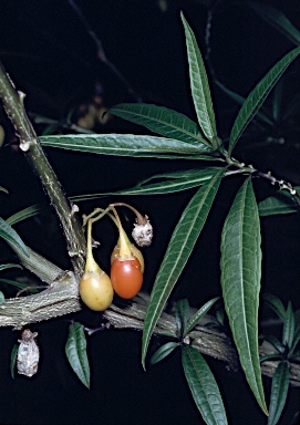 APII jpeg image of Solanum aviculare  © contact APII