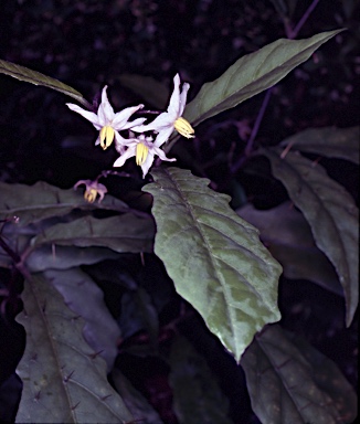 APII jpeg image of Solanum defensum  © contact APII