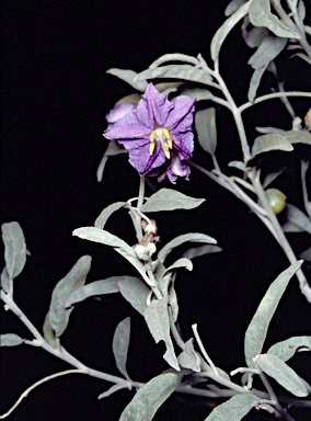 APII jpeg image of Solanum esuriale  © contact APII