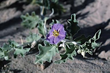 APII jpeg image of Solanum oligacanthum  © contact APII