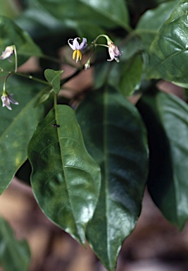 APII jpeg image of Solanum viridifolium  © contact APII