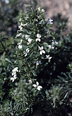 APII jpeg image of Stylidium spinulosum  © contact APII