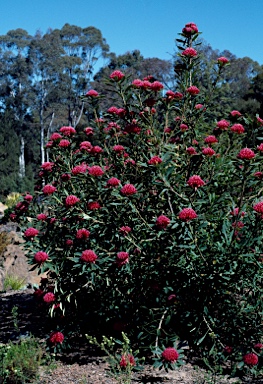 APII jpeg image of Telopea 'Corroboree'  © contact APII