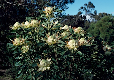 APII jpeg image of Telopea speciosissima 'Wirrimbirra White'  © contact APII