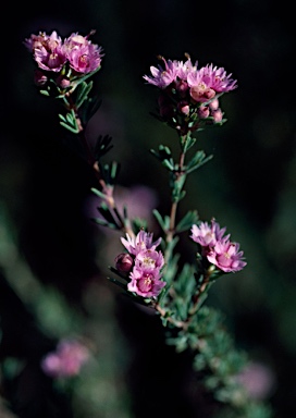 APII jpeg image of Verticordia plumosa  © contact APII