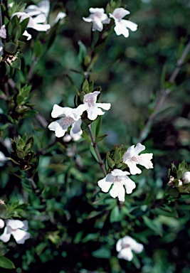 APII jpeg image of Westringia amabilis  © contact APII