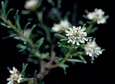 APII jpeg image of Westringia cephalantha  © contact APII