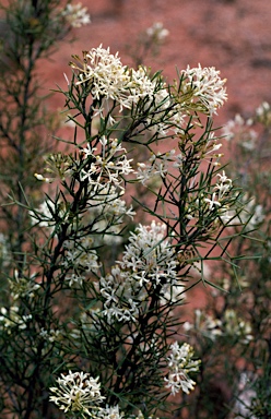 APII jpeg image of Grevillea anethifolia  © contact APII