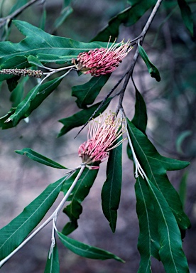 APII jpeg image of Grevillea barklyana  © contact APII