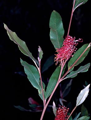 APII jpeg image of Grevillea macleayana  © contact APII