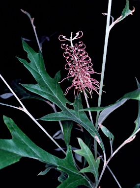 APII jpeg image of Grevillea barklyana  © contact APII