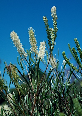 APII jpeg image of Grevillea biformis subsp. cymbiformis  © contact APII