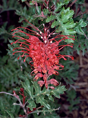 APII jpeg image of Grevillea bipinnatifida  © contact APII