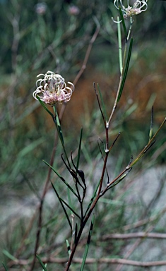 APII jpeg image of Grevillea bracteosa  © contact APII