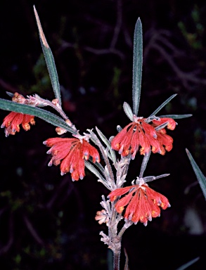 APII jpeg image of Grevillea bronweniae  © contact APII