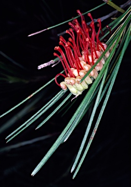 APII jpeg image of Grevillea coccinea subsp. coccinea  © contact APII