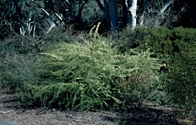 APII jpeg image of Grevillea corrugata  © contact APII