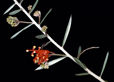 APII jpeg image of Grevillea deflexa  © contact APII