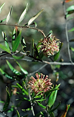 APII jpeg image of Grevillea evansiana  © contact APII