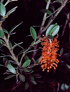 APII jpeg image of Grevillea diminuta  © contact APII