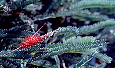 APII jpeg image of Grevillea dryandroides subsp. hirsuta  © contact APII