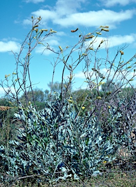 APII jpeg image of Grevillea eryngioides  © contact APII