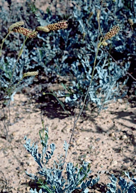 APII jpeg image of Grevillea eryngioides  © contact APII