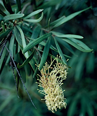 APII jpeg image of Grevillea exul  © contact APII