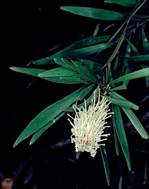 APII jpeg image of Grevillea exul  © contact APII