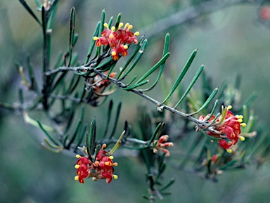 APII jpeg image of Grevillea fasciculata  © contact APII